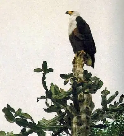 Королевский орлан Самка нильского крокодила отыскивает свою кладку яиц на - фото 268