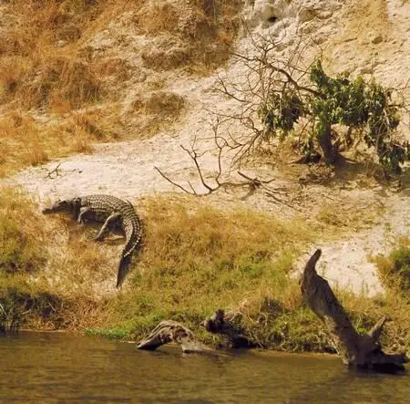 Самка нильского крокодила отыскивает свою кладку яиц на берегу Нила ниже - фото 269