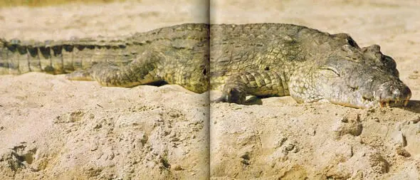 В Национальном парке Кабалега в Уганде живет самое большое количество - фото 270