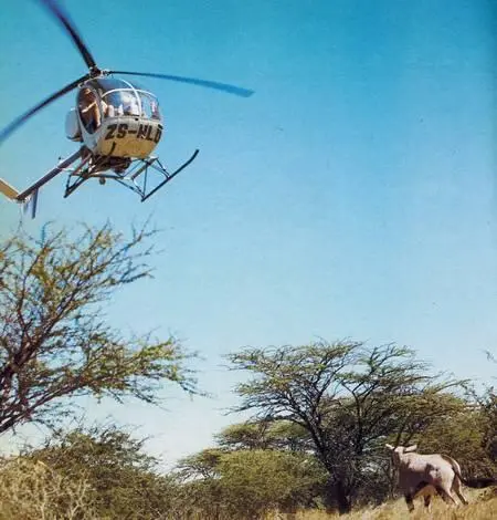 Отлов капских ориксов с помощью вертолета Самка малого куду Домашние - фото 271