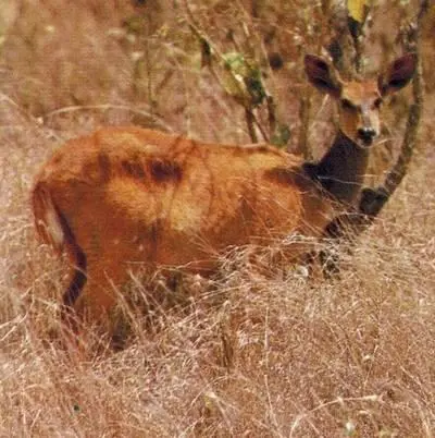 Самка малого куду Домашние козы на островке среди озера Рудольфа Это - фото 272