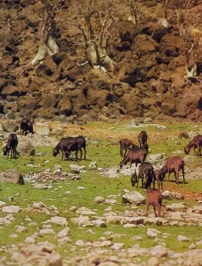 Домашние козы на островке среди озера Рудольфа Это имущество самого - фото 273