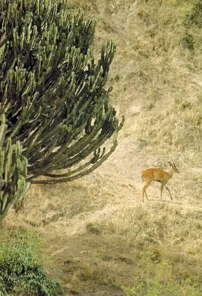 Малый куду на берегу озера Эдуарда Уганда Самая крупная антилопа на свете - фото 274