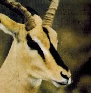 Самец импалы чернолобой Бубалы в период длительной засухи Кения - фото 275