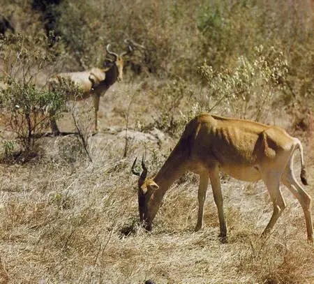 Бубалы в период длительной засухи Кения Молодой самец импалы чернолобой в - фото 276