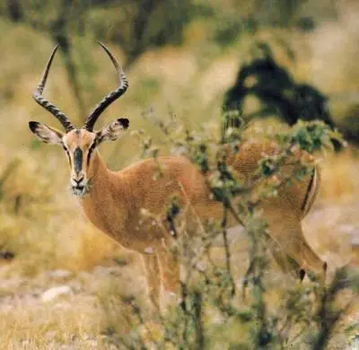 Молодой самец импалы чернолобой в Национальном парке Этосха в Намибии Закон - фото 277