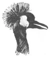 Незабываемая ночь Вчера вечером мы добрались до туристского кемпинга проехав - фото 279