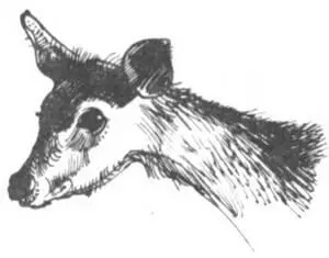 Благодаря такому многоступенчатому отбору мы привозили в наш зоопарк в Дворе - фото 280