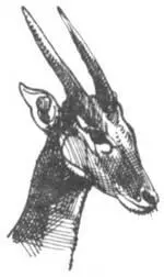 Прекрасная барменша Я покажу тебе такую красавицу пообещал я Зденеку - фото 282