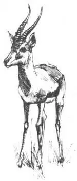 Во время ночного отлова используются точечные прожекторы их яркий свет - фото 285