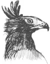 Наиболее сложно отлавливать в условиях ночной охоты бегемотов Вечером они - фото 286