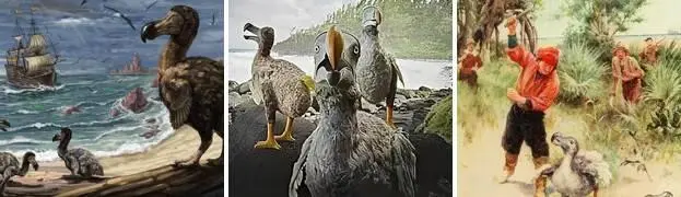 Полностьюто дронтов на самом деле не сами голландцы в нашем реале охотой на - фото 19