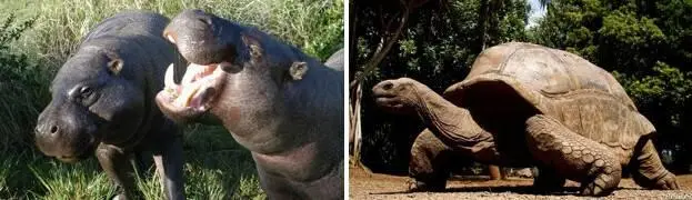 С одной стороны наличие мадагаскарской мегафауны на НусиБе для будущих - фото 44