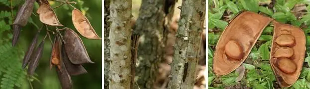Алари девчонка эта находчивая пояснила что дальше от моря колючее дерево - фото 97