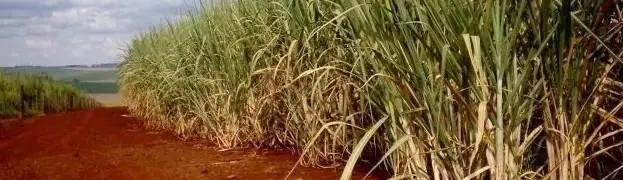 Досточтимый а вот эта большая серая говорящая птица почтенного Валода она - фото 197