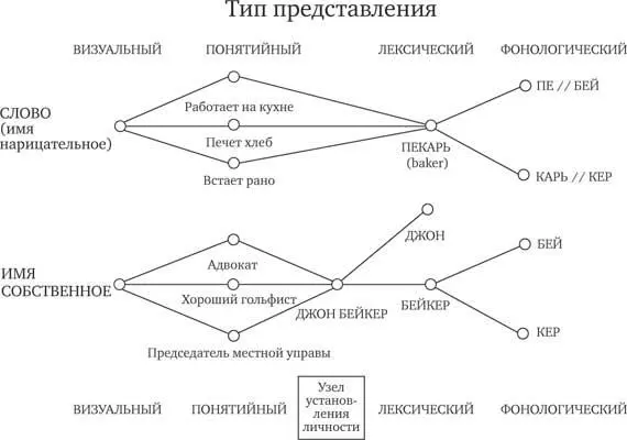 Дебора Бёрк и Дональд Маккей предложили теорию объясняющую почему в нашей - фото 2