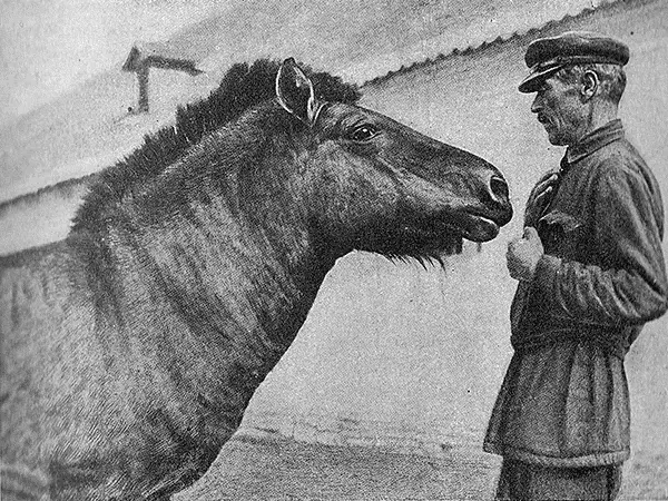 Зовут его Мишка Работник который ухаживает за дикими лошадьми их не боится - фото 15