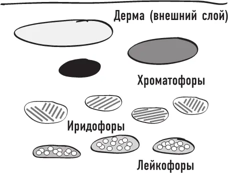 У животных которых я наблюдаю основные оттенки красные в том смысле что - фото 15