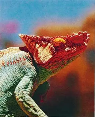 Один из самых свирепо выглядящих мадагаскарских хамелеонов Плащеносная ящерица - фото 132