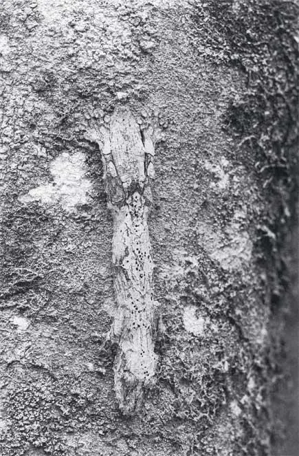 Плащеносная ящерица висит вниз головой на стволе дерева Сифака Ищем индри во - фото 133