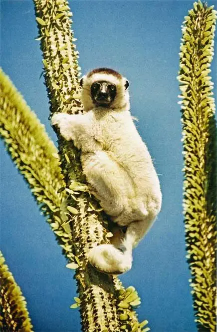 Сифака Ищем индри во влажных джунглях Мадагаскара Лемур вари - фото 134