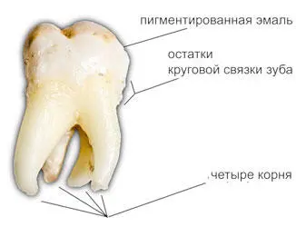 Количество корней и их форма могут варьироваться в широких пределах Так у - фото 18