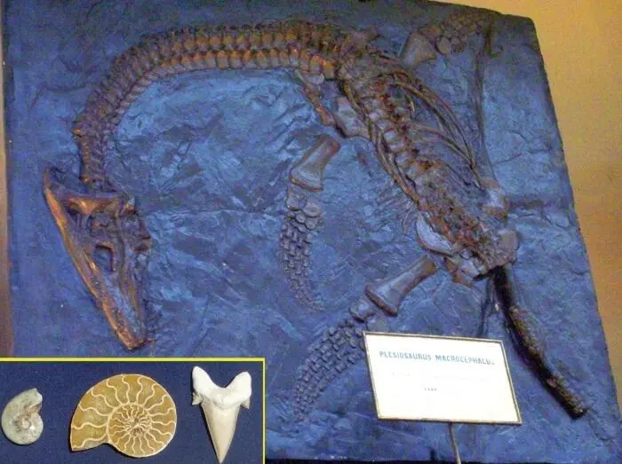 Скелет плезиозавра Plesiosaurus macrocephalus найденный Мэри Эннинг в 1830 - фото 51