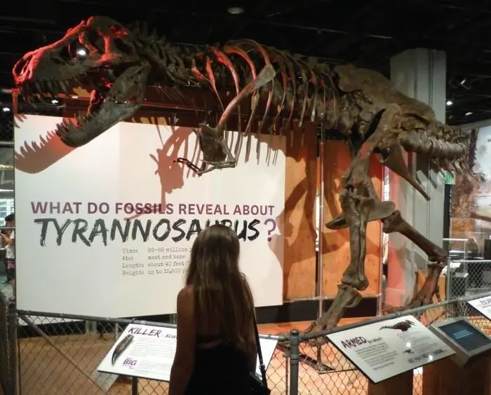 Тираннозавр в полный рост Смитсоновский музей натуральной истории Вашингтон - фото 55