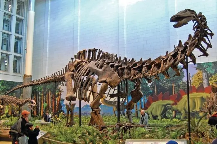 Бронтозавр Apatosaurus louisae Музей Карнеги Фото Тадек Курпаски Википедия - фото 56