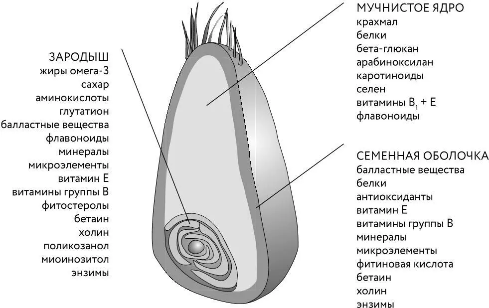Рис 61 Зерно злаков состоит из богатого крахмалом энергетического - фото 75