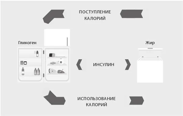 Двухкамерная модель хранения и использования калорий Представьте гликоген в - фото 47