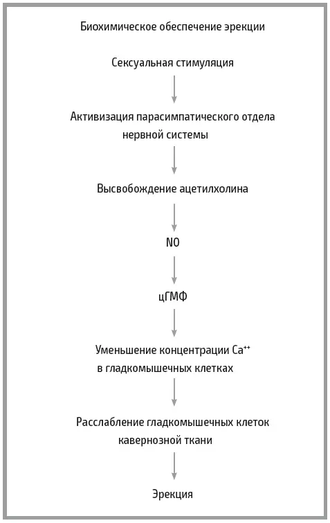 С учетом происходящих в половом члене изменений кровообращения выделяют шесть - фото 17