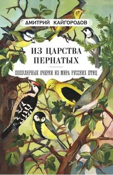 Дмитрий Кайгородов - Из царства пернатых