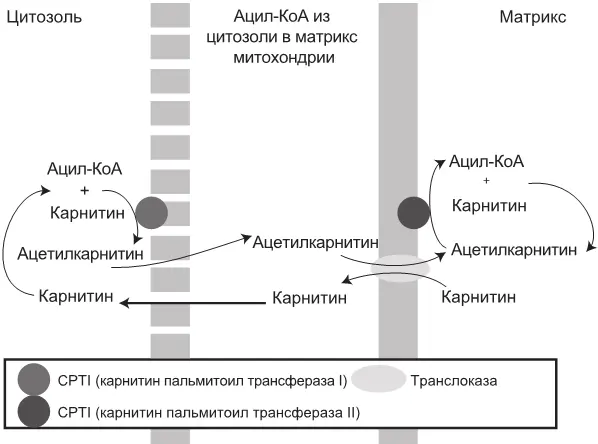 Рис 31Схематичное изображение роли Lкарнитина в переносе жирных кислот - фото 22