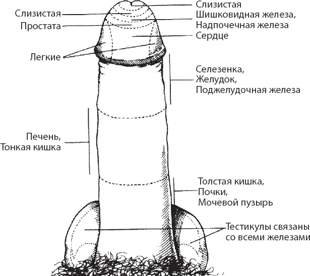 Рис 7 Рефлексология пениса Потрогайте мошонку Если прикосновение к мошонке - фото 7