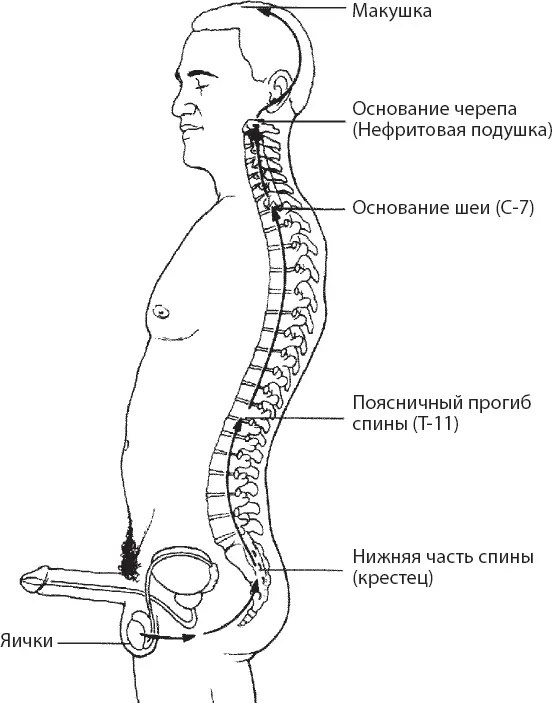 Рис 10 Поднятие энергии вверх к макушке головы Рис 11 Коснитесь языком - фото 10