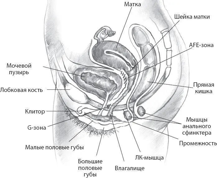 Рис 18 Анатомия женских половых органов Наружные губы Лобок переходит в - фото 18