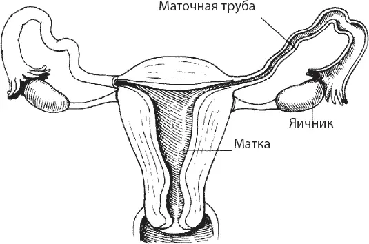 Рис 33 Матка Рис 34 Расположение матки Не имея разрешения культуры - фото 33