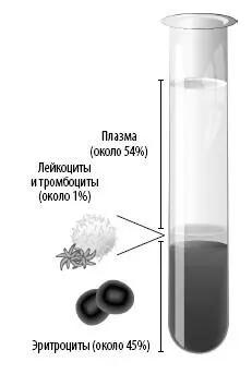 Если раскрутить кровь на высоких оборотах в центрифуге то она разделится на - фото 110
