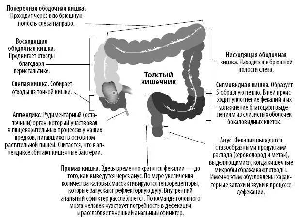 Слизистая оболочка толстой кишки испещрена криптами специальными железами - фото 213