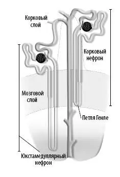 У корковых нефронов более короткие петли Генле чем у юкстамедуллярных - фото 220