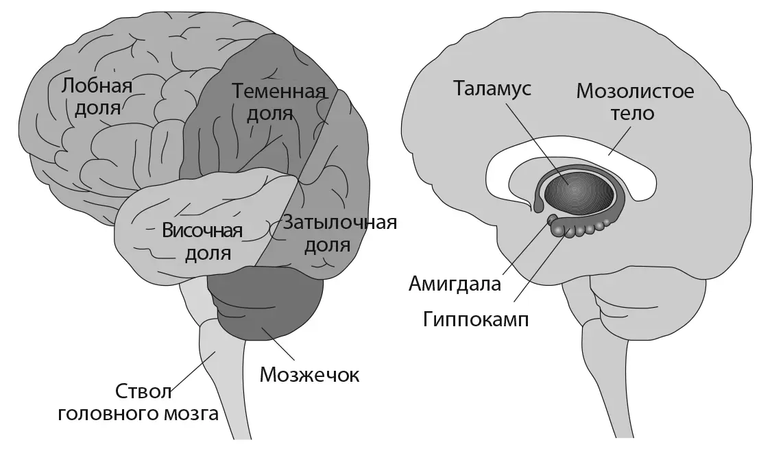 Рис 91 Анатомия мозга Когда мы слушаем музыку информация из улитки уха - фото 130