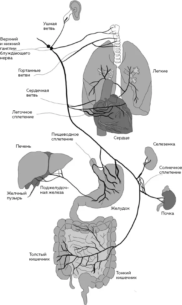 Вторая брюшная ветвь блуждающего нерва идет к печени Еда которую мы - фото 2