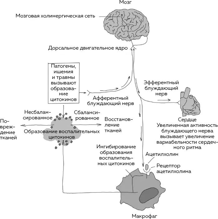 Я измеряю уровень секреторного IgA у своих пациентов чтобы определить текущее - фото 4