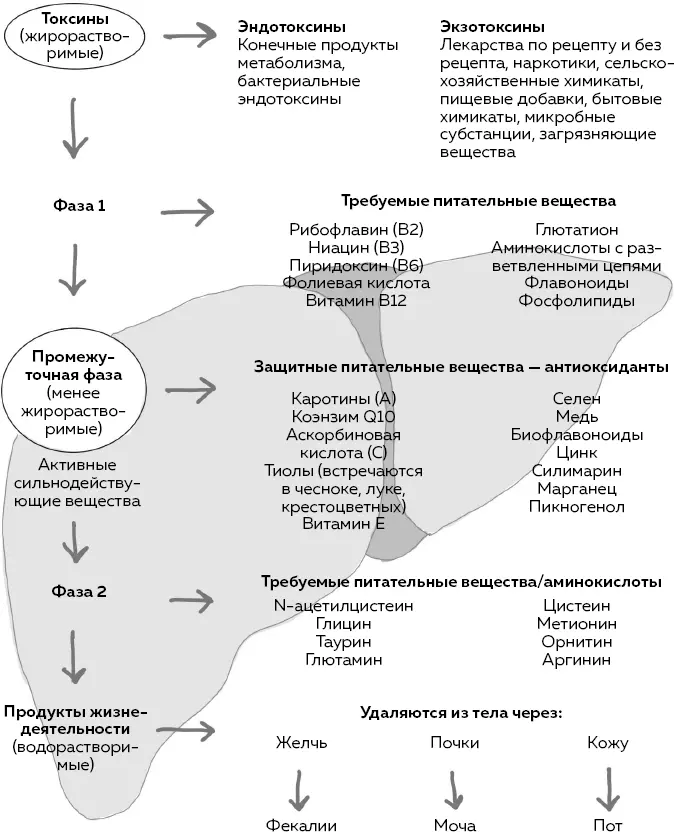 Как только печень заканчивает с первой ступенью токсические субстанции обычно - фото 6