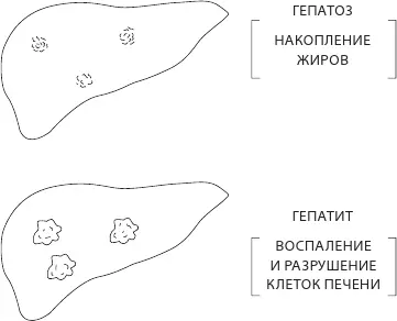 Рис 17 Два удара по жировой печени Было бы неплохо если бы жир был просто - фото 22