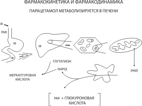 Рис 23 Превращения лекарств в печени на примере парацетамола Чтобы узнать про - фото 30
