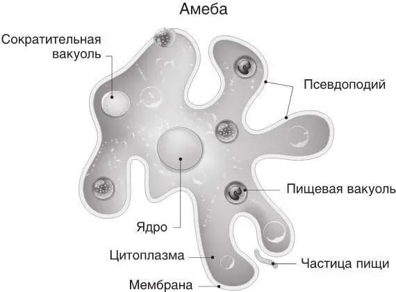 Рис 39 Строение простейшей амебы Из всех простейших в печени могут жить - фото 58