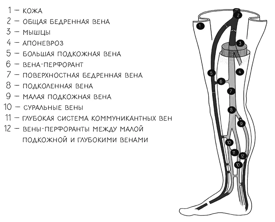 Рис 2 Схема вен нижней конечности Рассмотрим глубокие вены В целом сеть - фото 3
