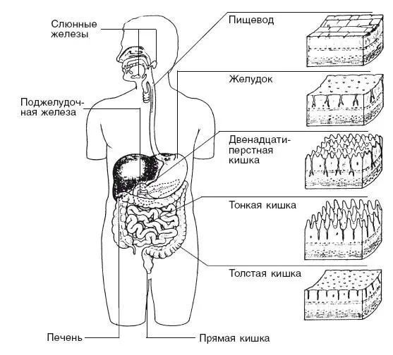 Рис 1 Органы пищеварения А современной науке известно что в желудке - фото 2